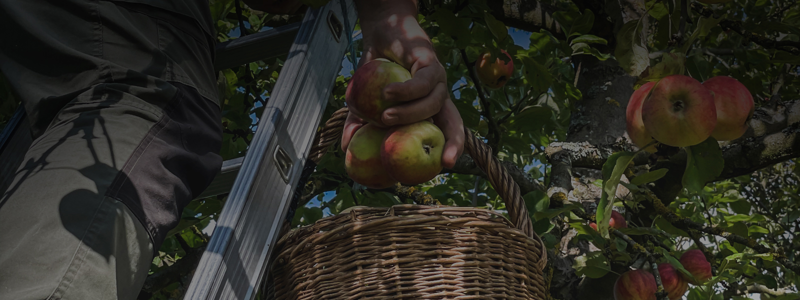 Obstbrennerei Ködel | Erlabrunn