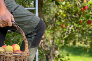 Obstbrennerei Ködel | Handverlesenes Obst